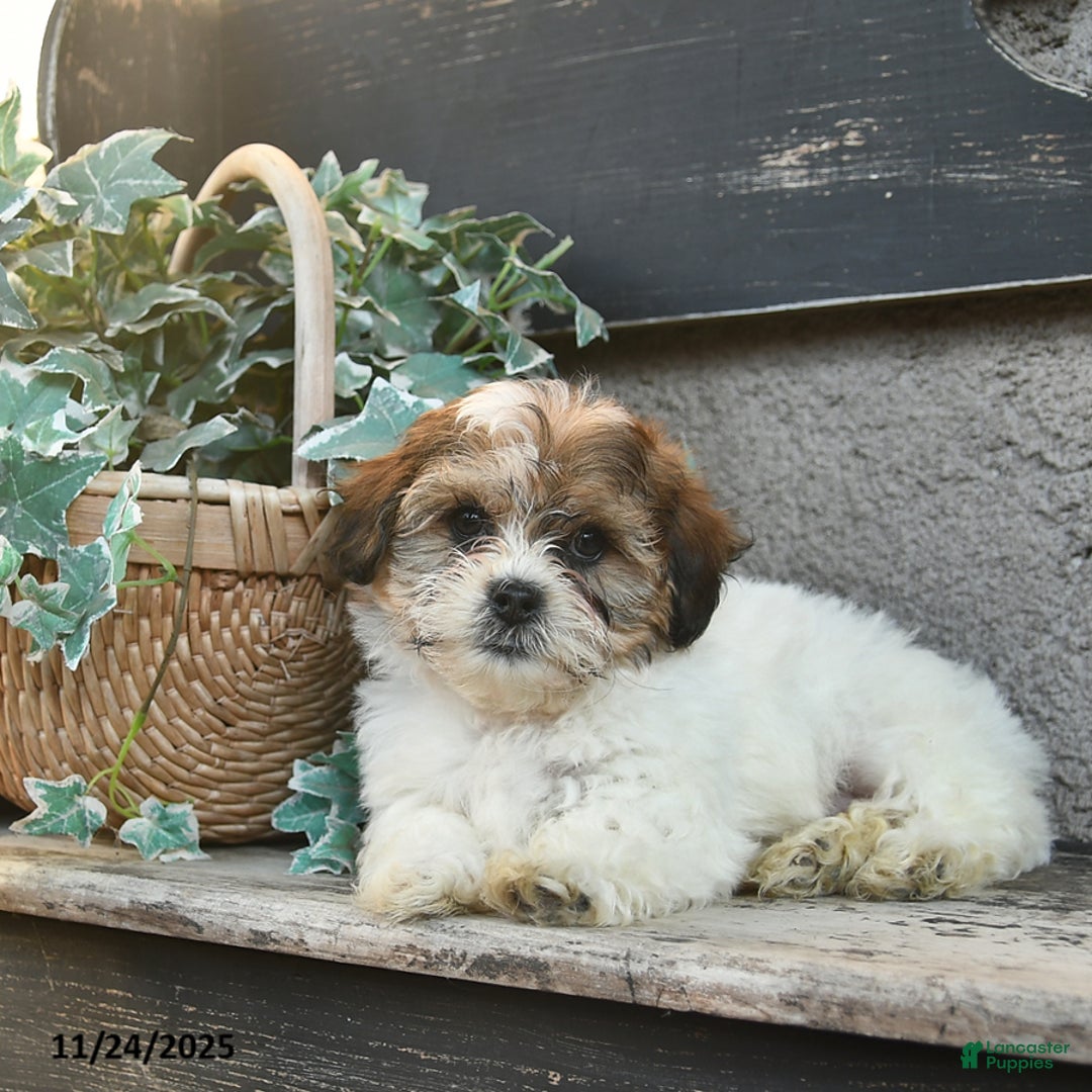 Bichpoo dogs for sale: Bruno  - Ad 3