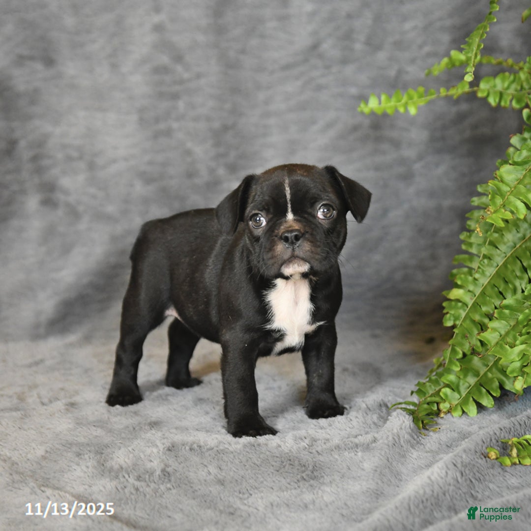 Frenchton dogs for sale: Buttercup - Ad 5