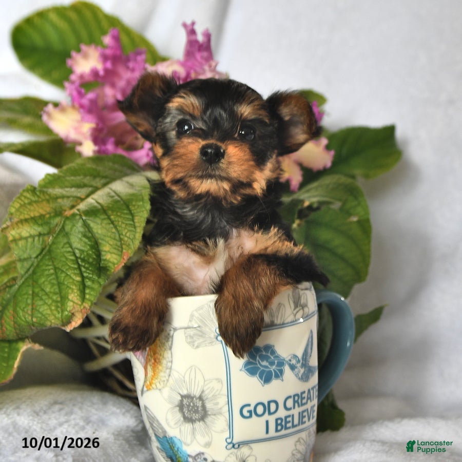 Yorkshire Terrier dogs Twilight - Ad 2