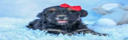 Shorkie dogs for sale: SAMMY - Ad 11