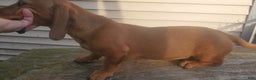 Dachshund dogs for sale: Jolly - Ad 3