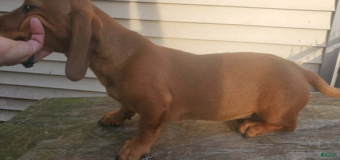 Dachshund dogs for sale: Jolly - Ad 3