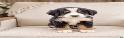 Bernese Mountain Dog dogs for sale: Judge - Ad 3