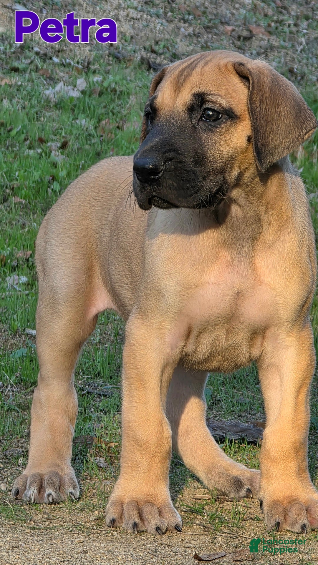 Great Dane dogs for sale: Petra - Ad 2