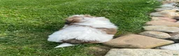 Shih Tzu dogs for sale: Tammy - Ad 14