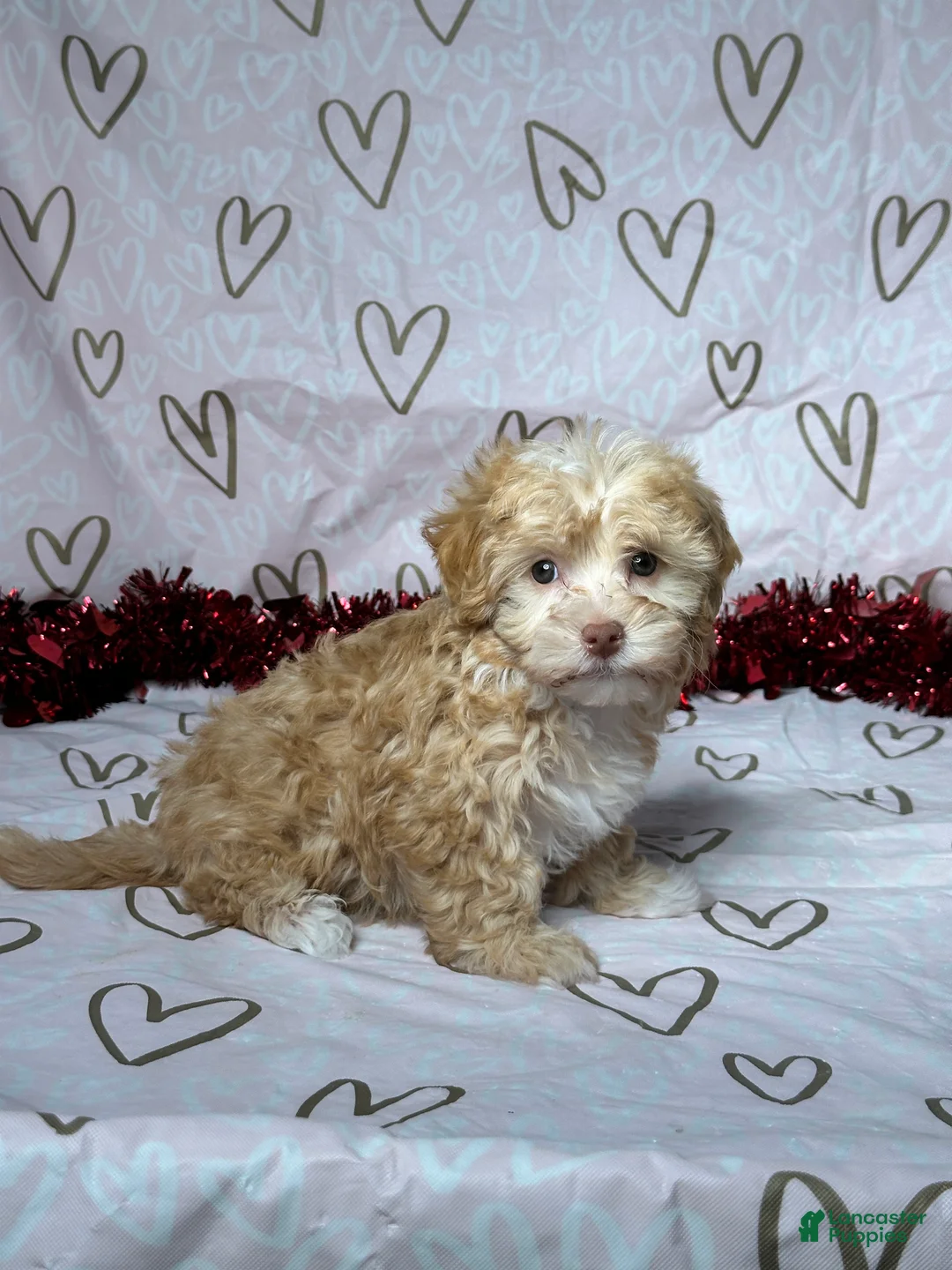 Havapoo dogs for sale: Reed - Ad 3