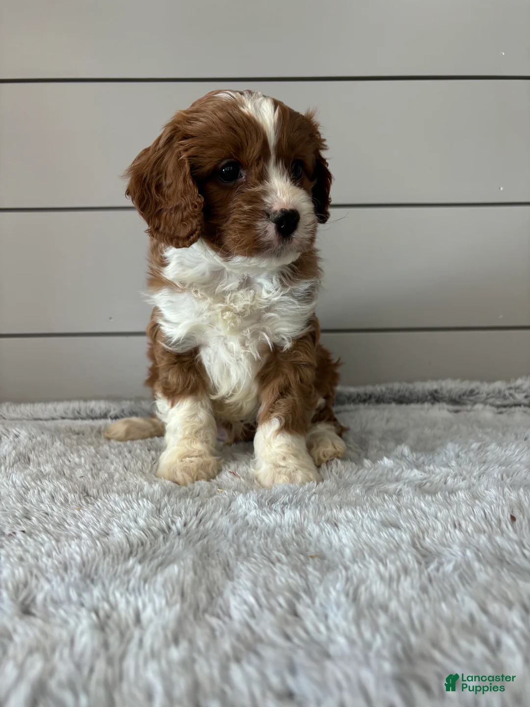Cavapoo dogs for sale: Teddy - Ad 7