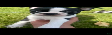 Boston Terrier Puppy 2
