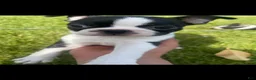 Boston Terrier dogs for sale: Boston Terrier Puppy 2 - Ad 1