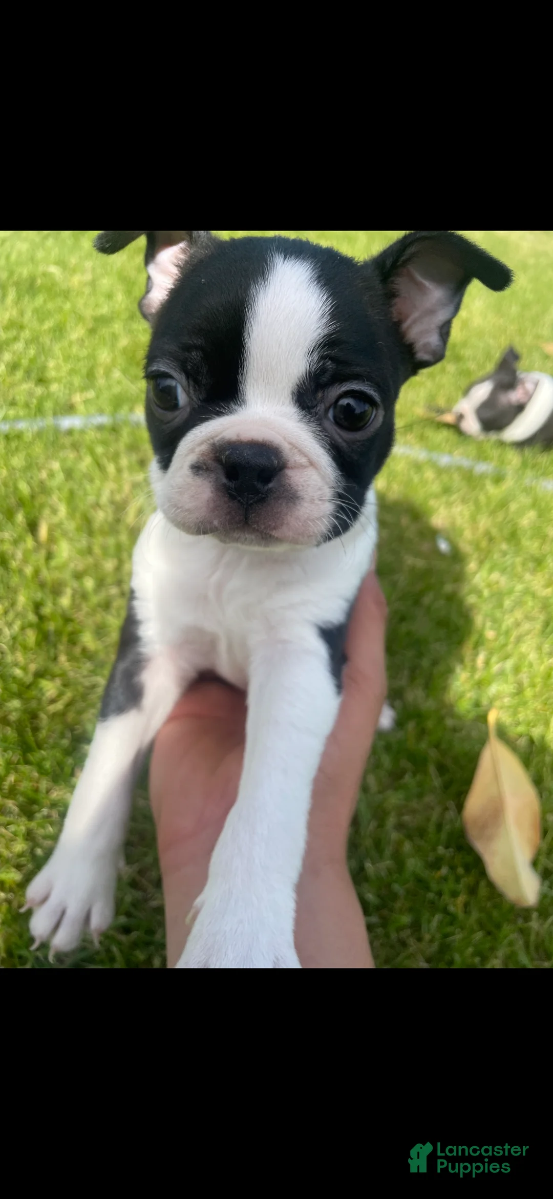 Boston Terrier dogs for sale: Boston Terrier Puppy 2 - Ad 1