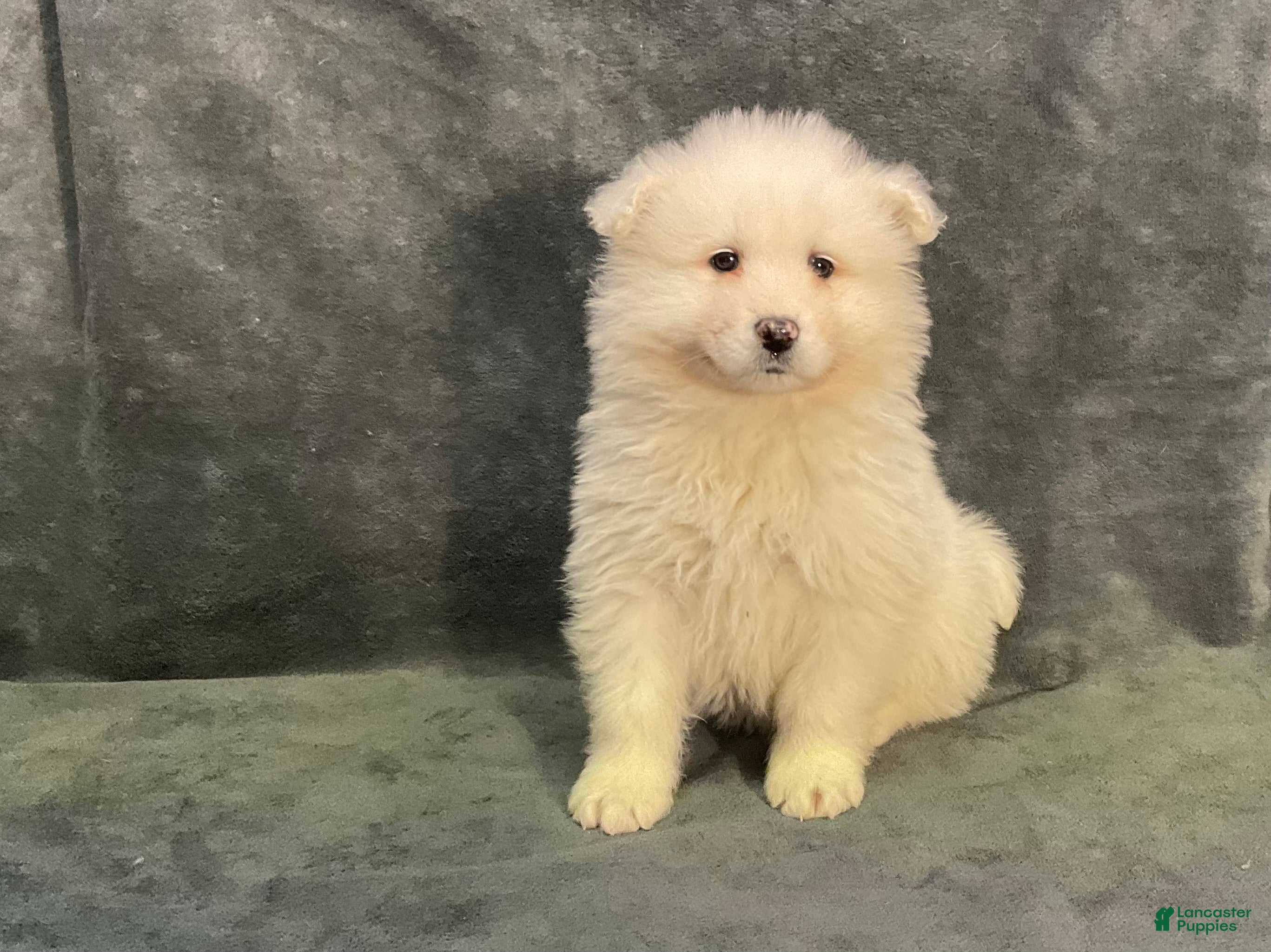 Samoyed dogs Syl - Ad 10
