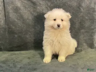 Samoyed dogs Syl - Ad 10