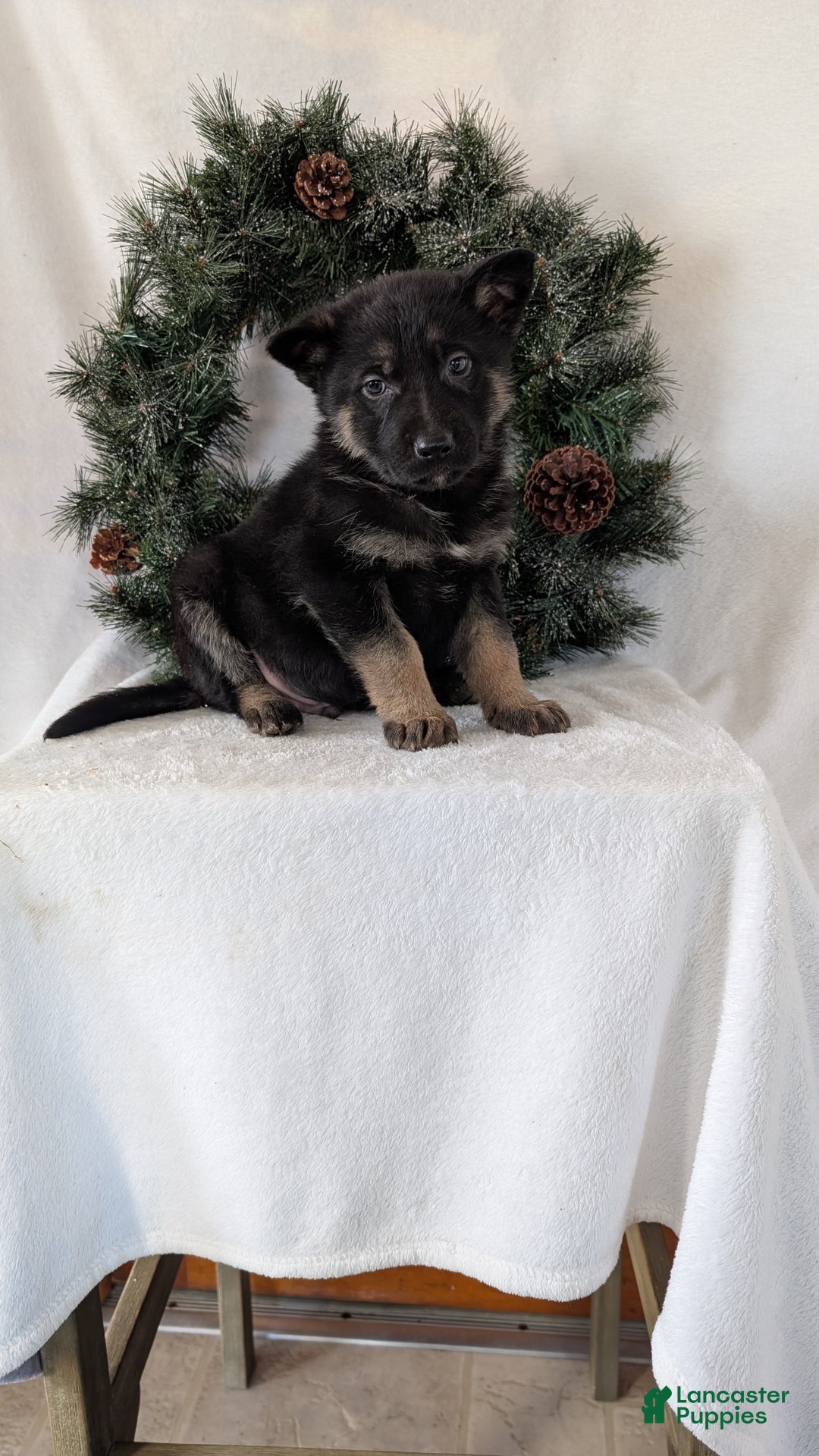 German Shepherd dogs for sale: Sara - Ad 3