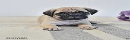Pug dogs for sale: Ozzie - Ad 1