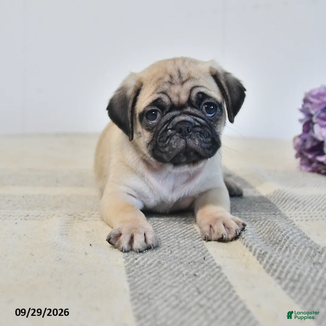 Pug dogs for sale: Ozzie - Ad 1