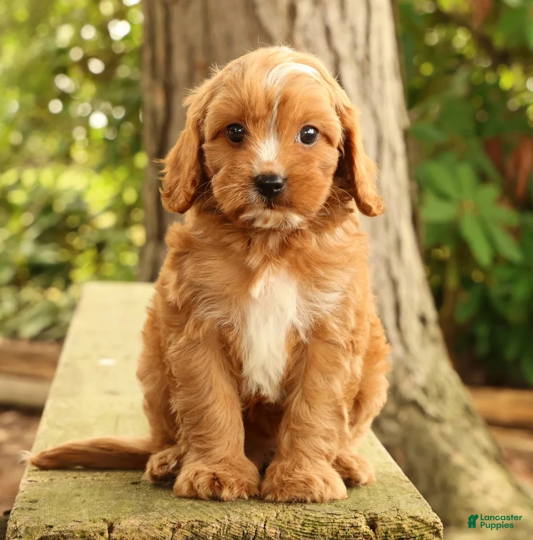 Cavapoo dogs for sale: Stella - Ad 2