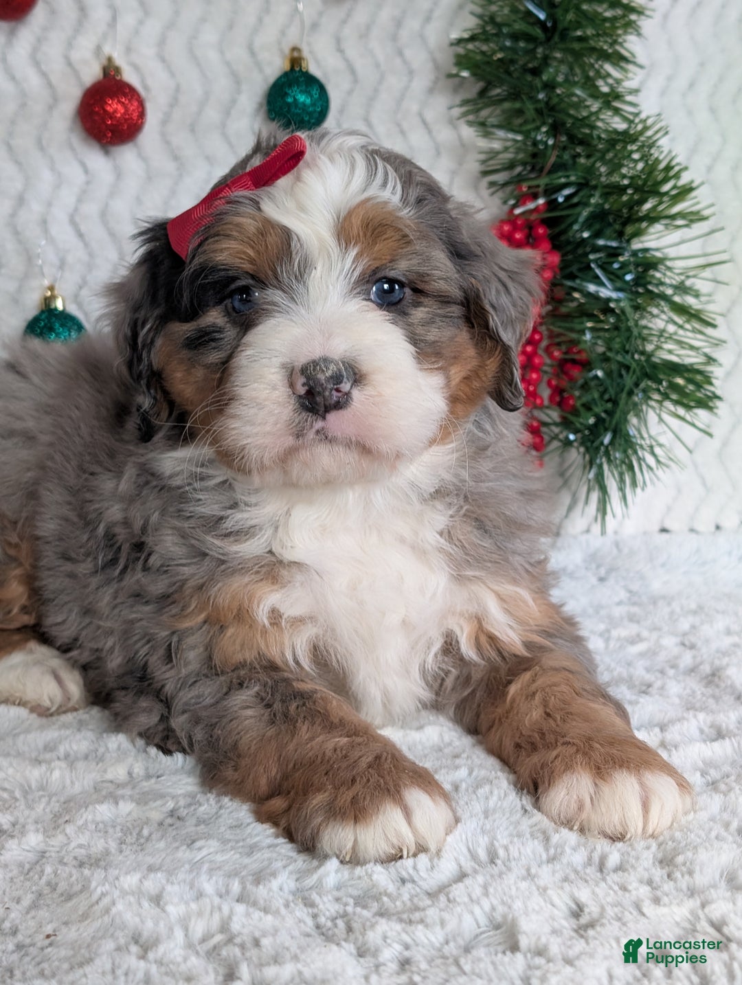 Mini Bernedoodle dogs for sale: Mini Hayes - Ad 15