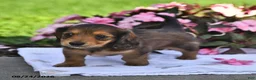Miniature Dachshund dogs for sale: Sadie - Ad 4