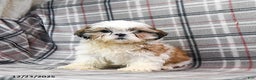 Shihpoo dogs for sale: Marty - Ad 6