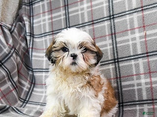Shihpoo dogs Marty - Ad 8