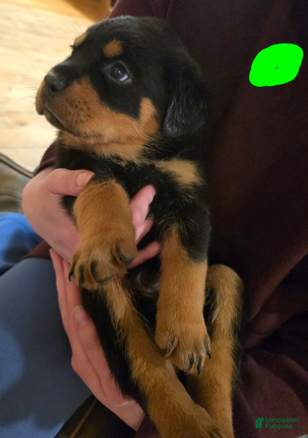 Rottweiler dogs for sale: Rottweiler green collar male Puppy  - Ad 2