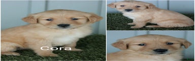 Golden Retriever Puppy Cora