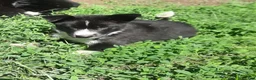 Mixed Breed dogs for sale: Mixed Breed 2 - Ad 9