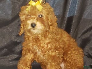 Toy Poodle dogs Toy Poodle Puppy 2 - Ad 18