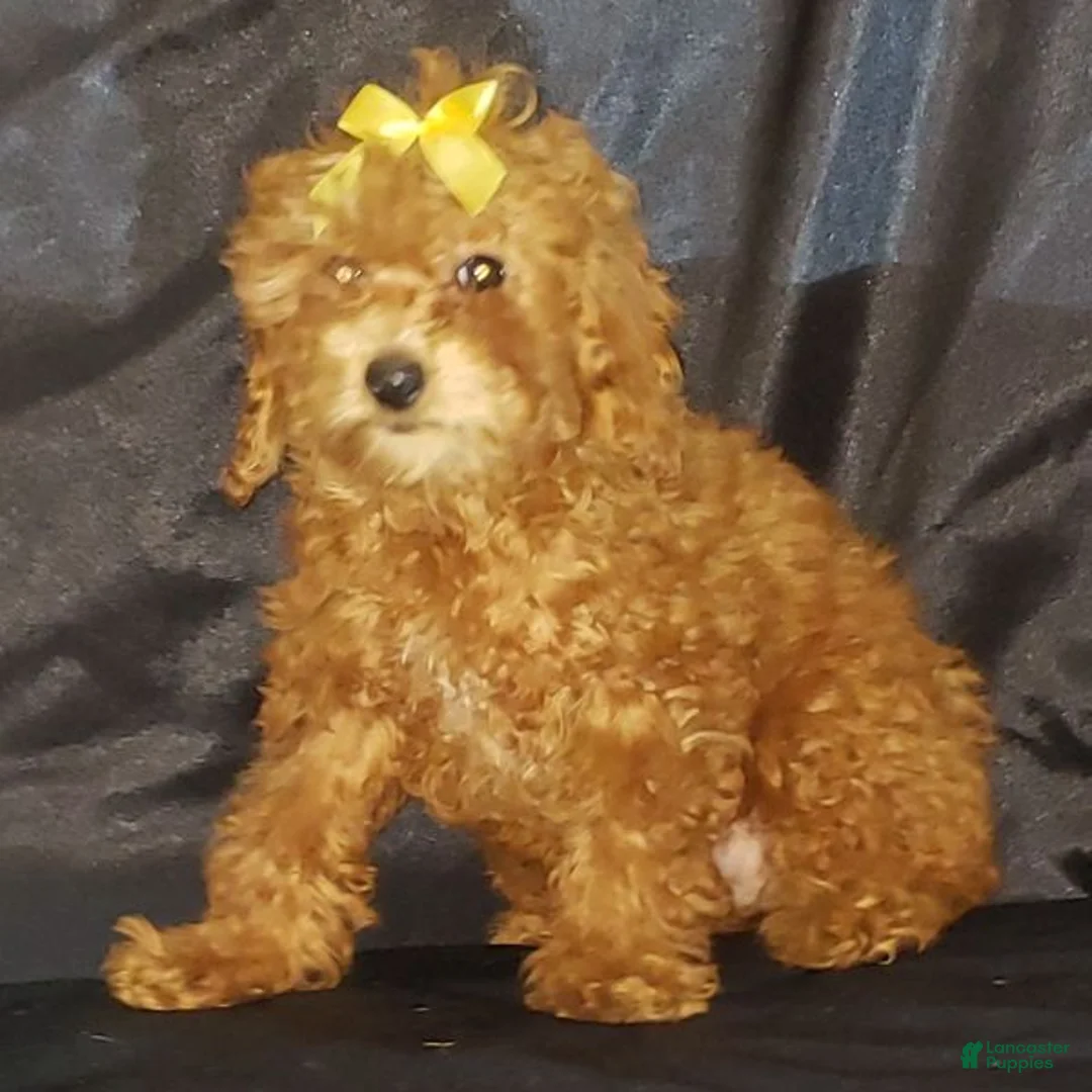 Toy Poodle dogs for sale: Toy Poodle Puppy 2 - Ad 1