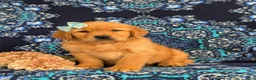 Golden Retriever dogs for sale: Yvonne AKC Reg - Ad 1