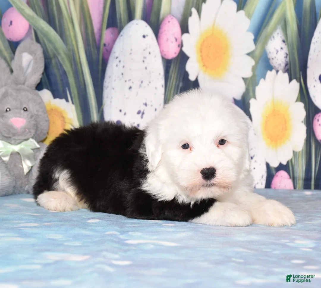 Old English Sheepdog dogs for sale: Toffee - Ad 3