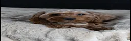 Maltipoo dogs for sale: Chocolate - Ad 4