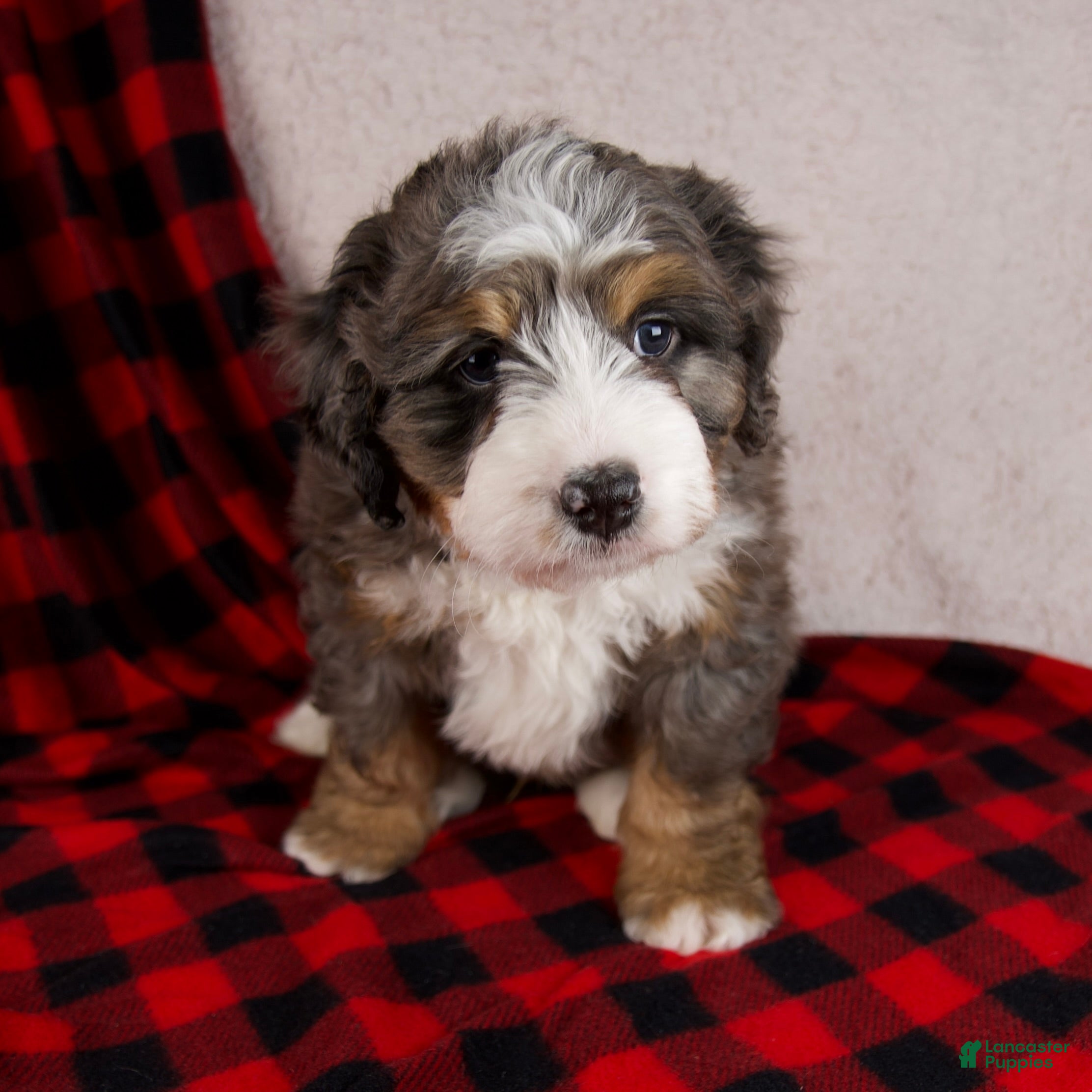 Mini Bernedoodle dogs Pudding Pop *Potty Training* - Ad 6