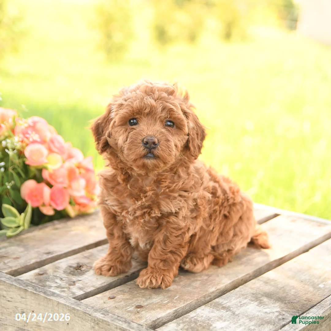 Miniature Poodle dogs for sale: Daffodil - Ad 2