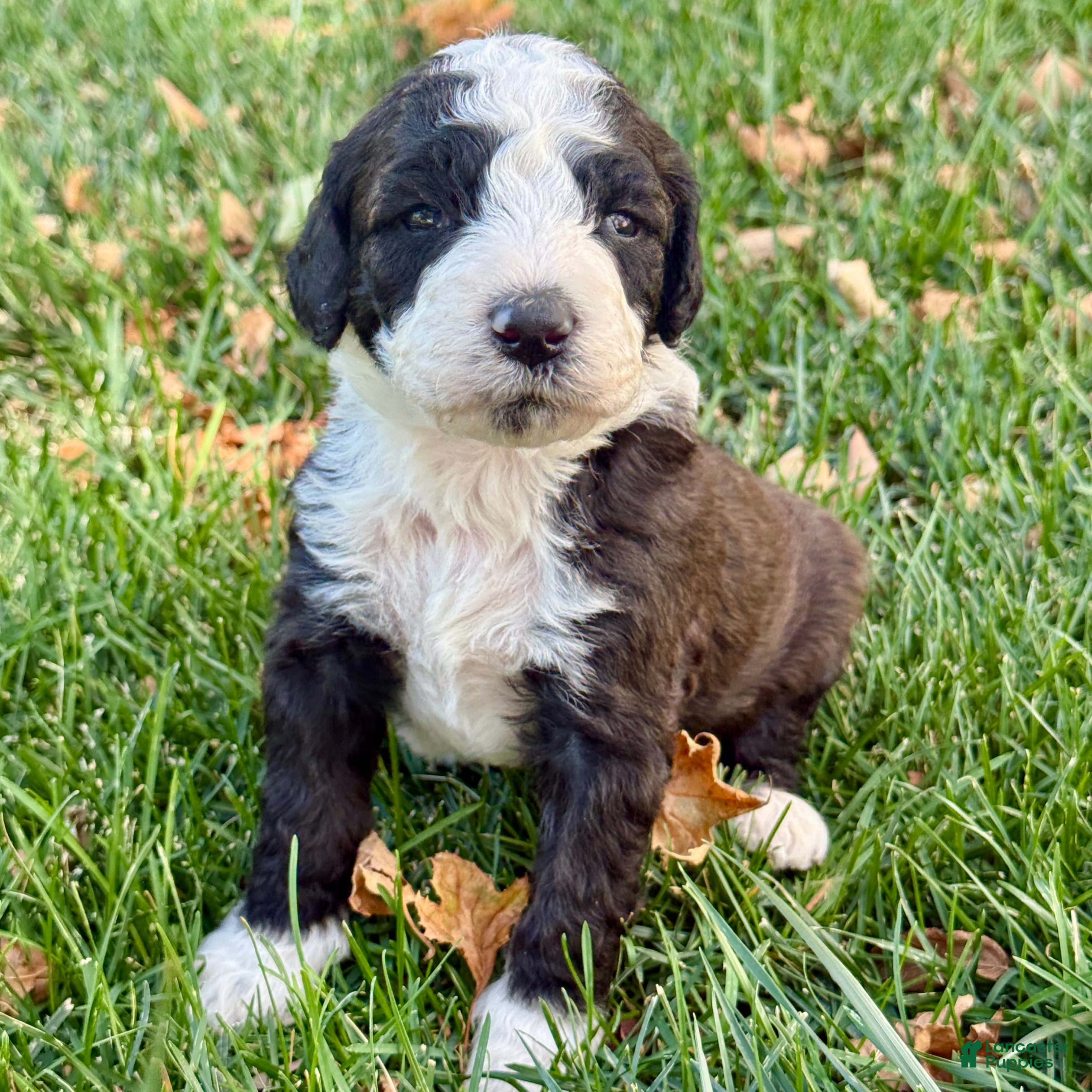 Bernedoodle dogs Bones - Ad 1