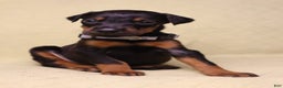 Doberman Pinscher dogs for sale: Bella - Ad 1