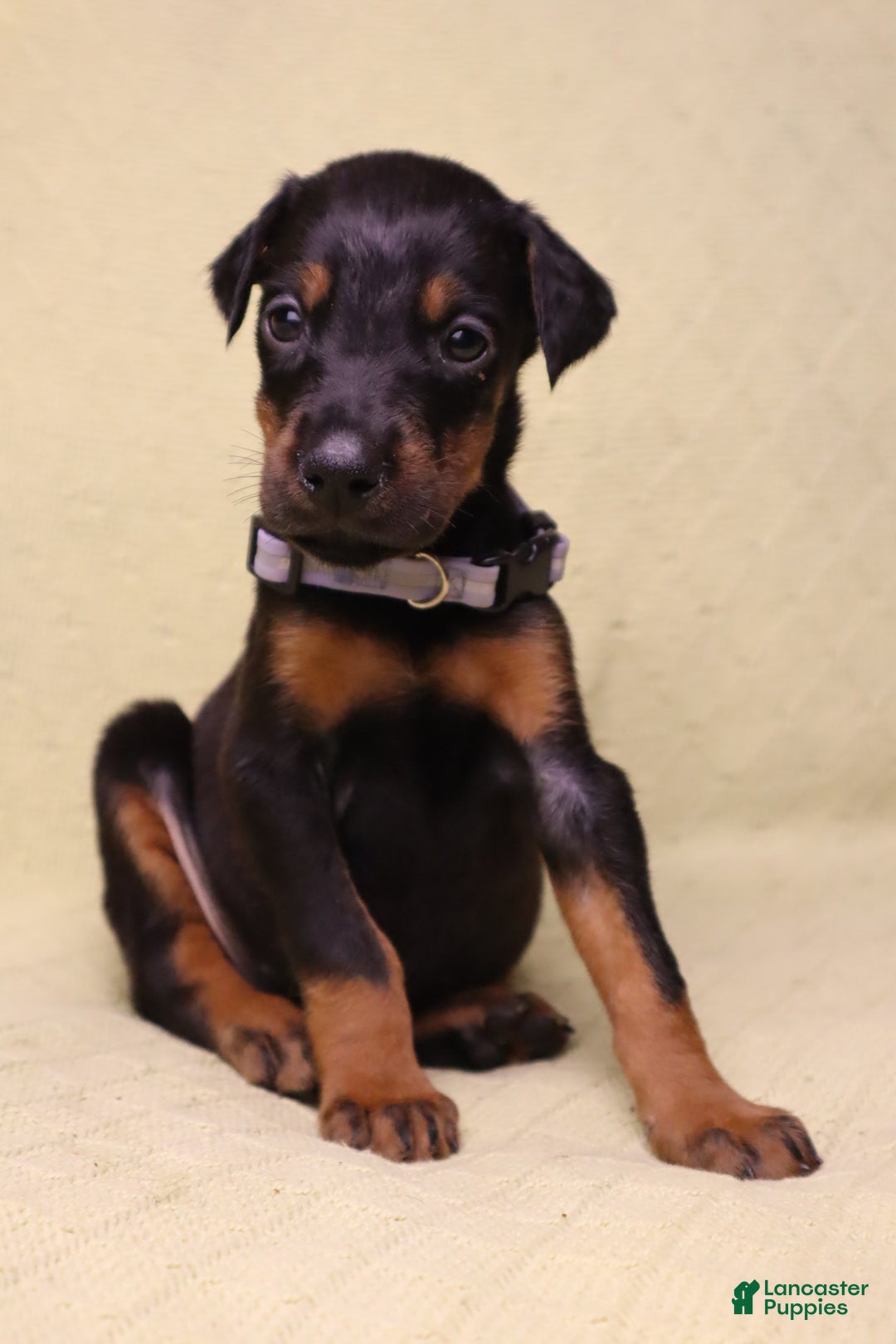 Doberman Pinscher dogs for sale: Bella - Ad 1