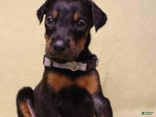 Doberman Pinscher dogs Bella - Ad 12