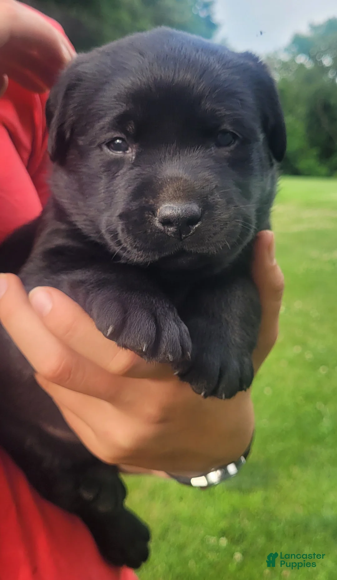 Labrador Retriever dogs for sale: Morgan  - Ad 2