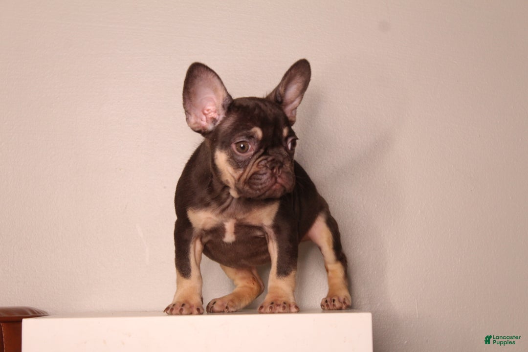 French Bulldog dogs for sale: Suzzie  - Ad 2