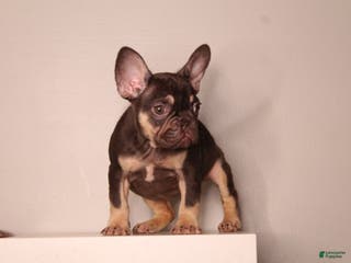 French Bulldog dogs Suzzie - Ad 18