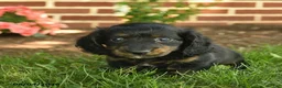 Miniature Dachshund dogs for sale: Flash  - Ad 5