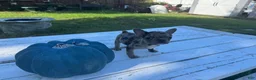 French Bulldog dogs for sale: Misti - Ad 4