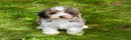 Mini Bernedoodle dogs for sale: Sunny  - Ad 5