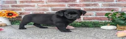 Labrador Retriever dogs for sale: Jade - Ad 5