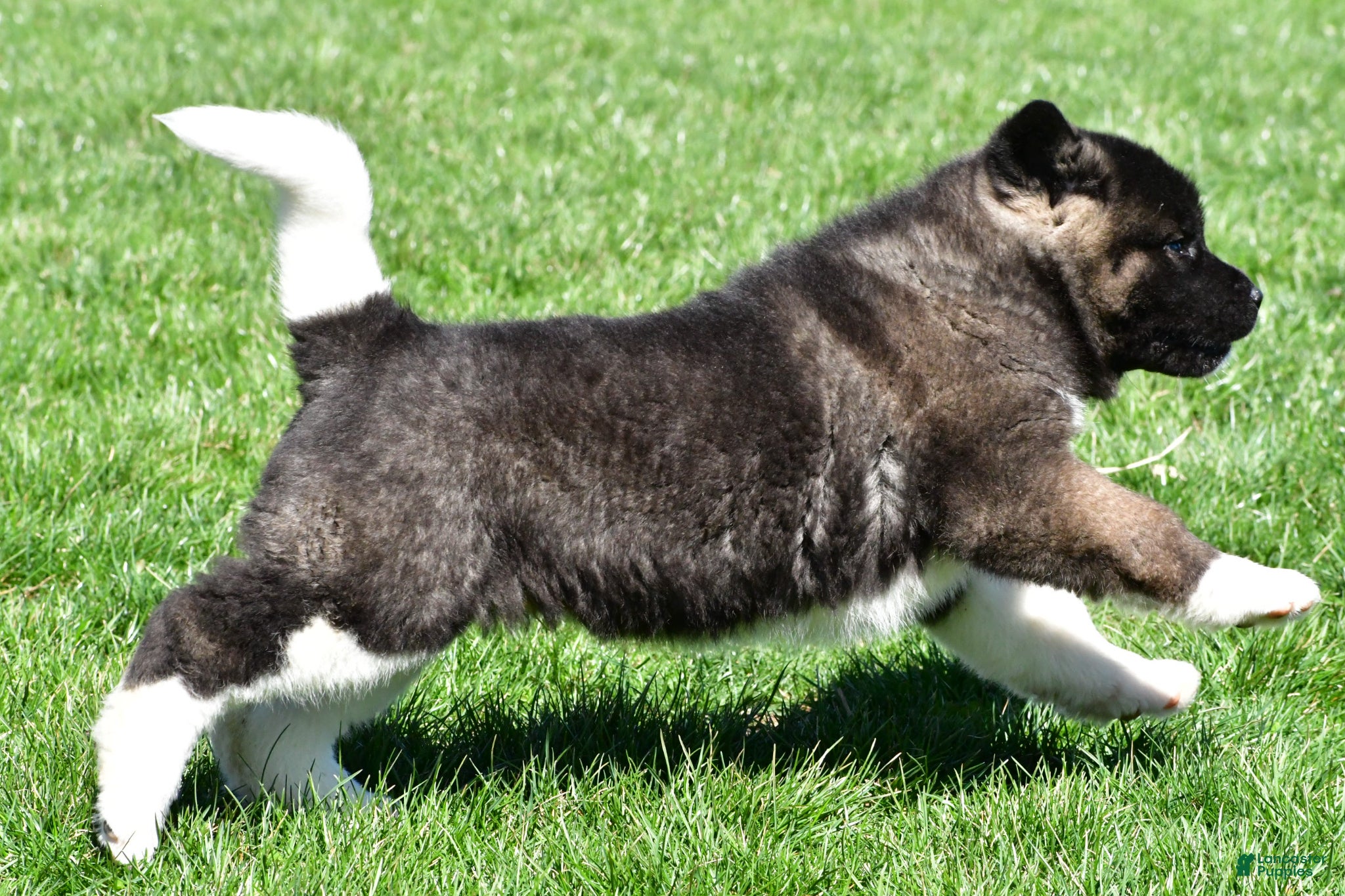Akita dogs Bruiser - Ad 2