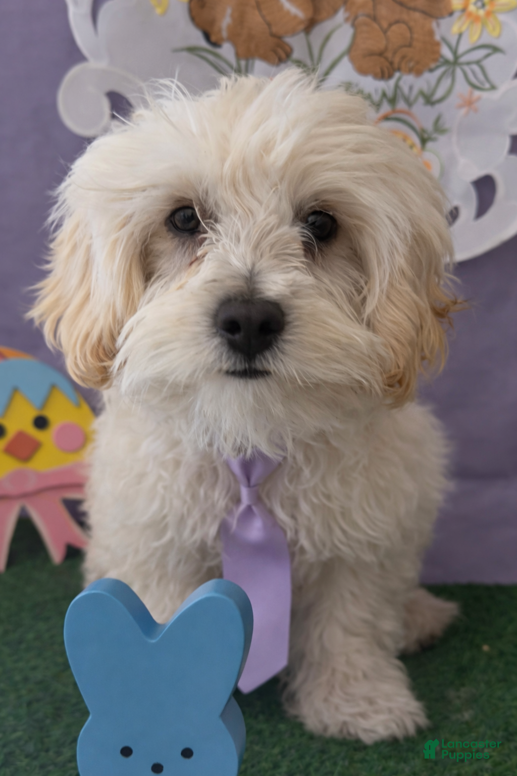 Maltipoo dogs Maltipoo Puppy 2 - Ad 6