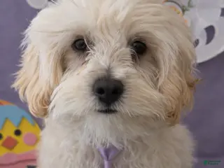 Maltipoo dogs for sale: Maltipoo Puppy 2 - Ad 3