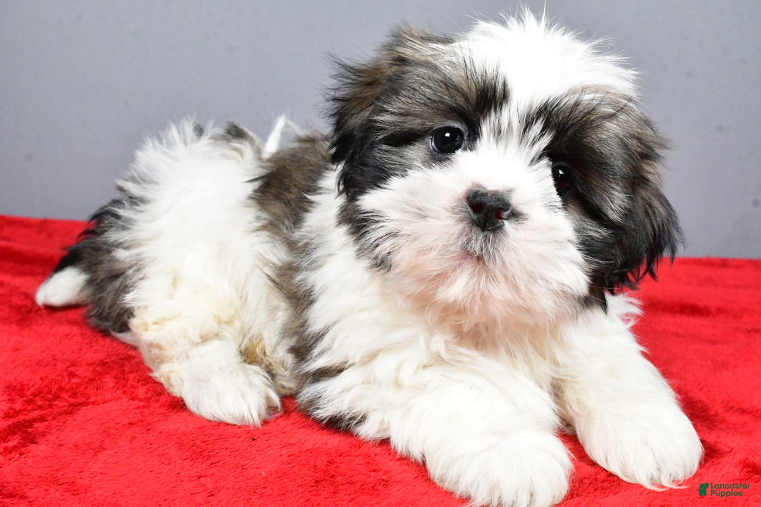 Shih Tzu dogs for sale: Max - Ad 2