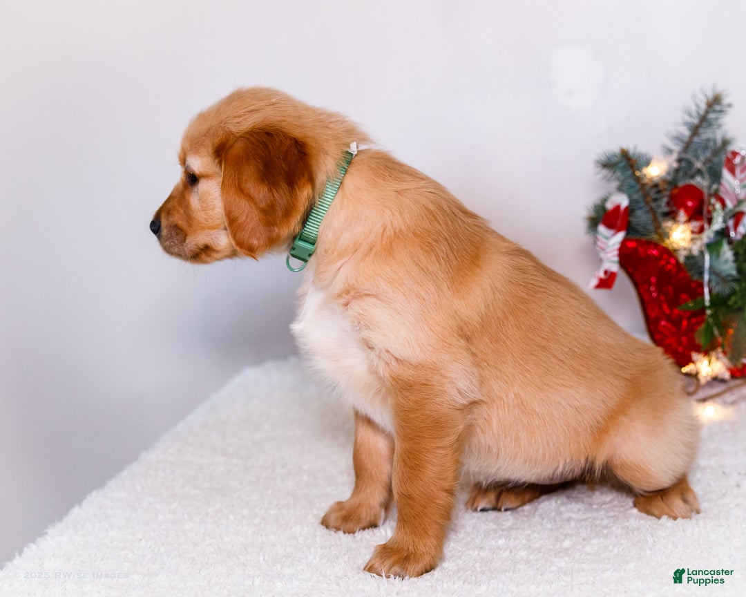 Golden Retriever dogs for sale: Heidi - Ad 3